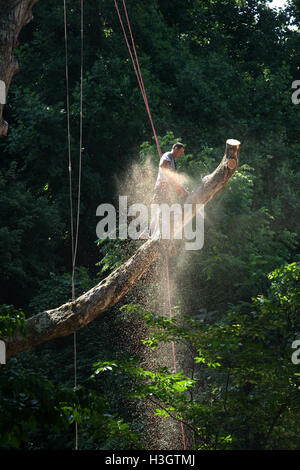 Logger with basic safety equipment cutting down large, tall tree Stock Photo