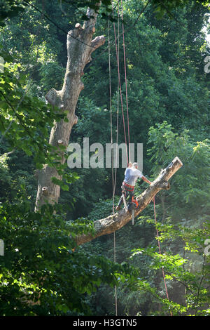 Logger with basic safety equipment cutting down large, tall tree Stock Photo