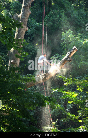 Logger with basic safety equipment cutting down large, tall tree Stock Photo