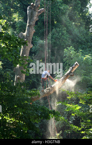 Logger with basic safety equipment cutting down large, tall tree Stock Photo