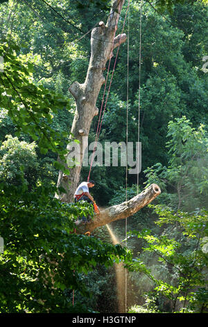 Logger with basic safety equipment cutting down large, tall tree Stock Photo