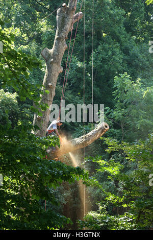 Logger with basic safety equipment cutting down large, tall tree Stock Photo