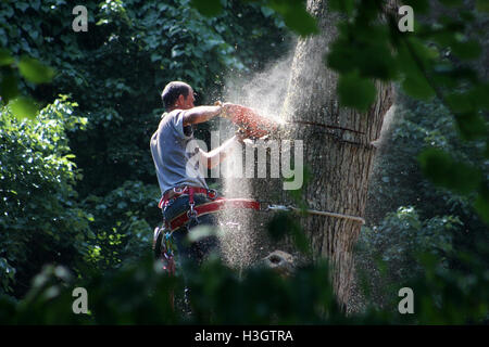 Logger with basic safety equipment cutting down large, tall tree Stock Photo