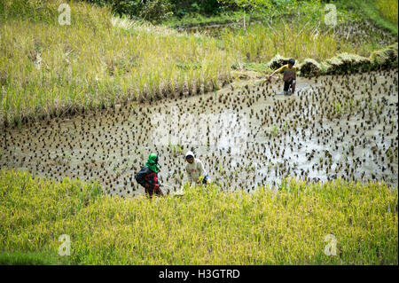 People Picking Rice Local farmers and villagers harvesting a rice in paddy field at Ba’Tan ...