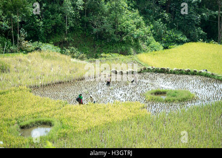 Local farmers and villagers harvesting a rice in paddy field at Ba’Tan Pangala Stock Photo