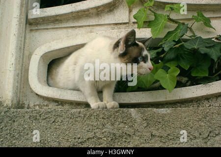 Cat sneak peaking on a dog between hedera plants Calabria Italy