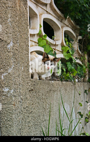 Cat scouts, Cat sneak peaking on a dog between hedera plants Calabria Italy