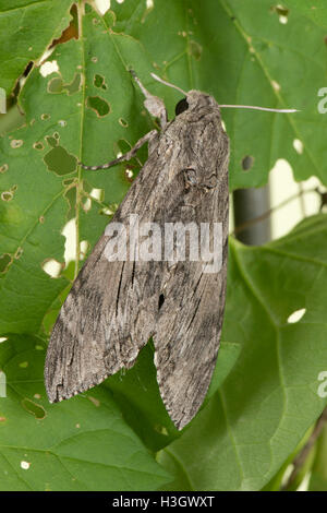 A female convolvulus hawk moth, Agrius convolvuli, at rest, Berkshire, October Stock Photo