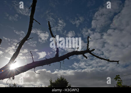 Silhouette of a fallen branch on an old oak tree, sun behind with blue sky and light fluffy clouds, Berkshire, October Stock Photo