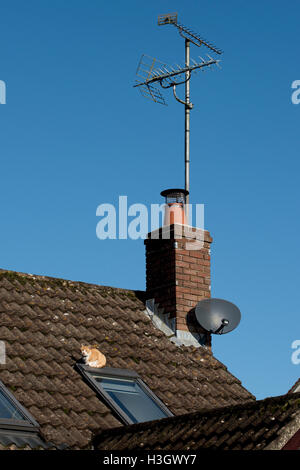 A ginger cat on a house roof resting on a skylight window having btriedv to gain access through it Stock Photo