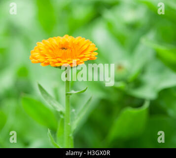 Calendula or marigold flower. Blurred green flowerbed on the background. Stock Photo