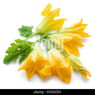 Zucchini flowers on a white background. Stock Photo