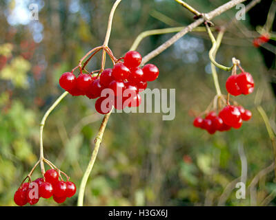 kalina red berries Stock Photo