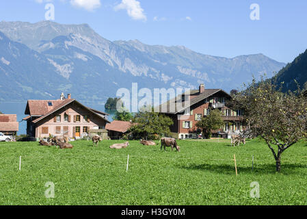 Rural scenery of Iseltwald in Jungfrau region, near lake Brienz on Switzerland Stock Photo