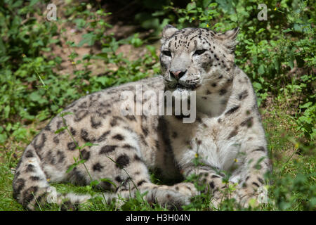 Snow leopard (Panthera uncia). Wildlife animal. Stock Photo