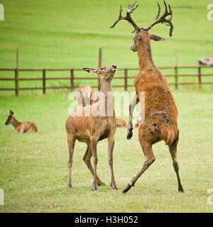 Square close up of red deer fighting. Stock Photo