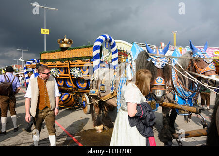 München, Munich: Oktoberfest beer festival: Hofbräuhaus Brewery horse team, Oberbayern, Upper Bavaria, Bayern, Bavaria, Germany Stock Photo