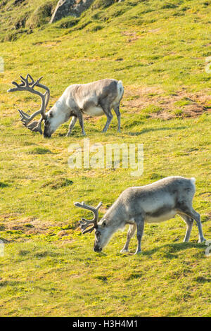 Reindeers, Rangifer tarandus at Dolerittneset, Svalbard, Norway Stock Photo