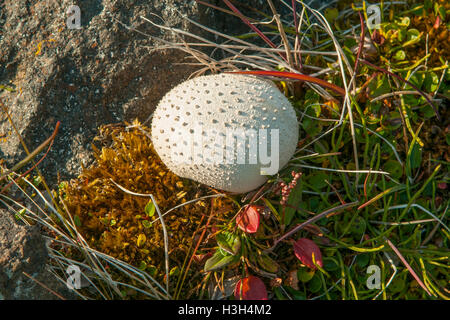 Lycoperdon perlatum, Common Puffball Fungus at Dolerittneset, Svalbard, Norway Stock Photo