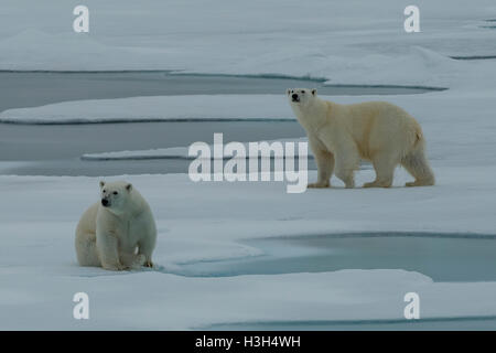 Two Polar Bears, Ursus maritimus on Pack Ice near Svalbard, Norway Stock Photo