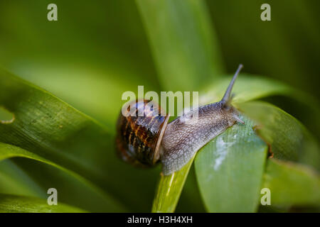 Large Garden Snail in Summer crawling on green leaves with water drops in the morning Stock Photo