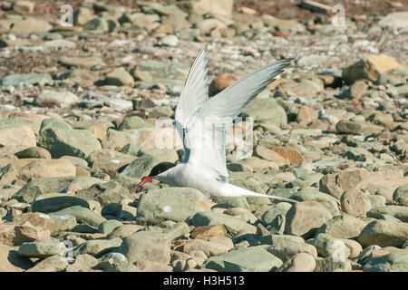 Arctic Tern, Sterna paradisaea Feeding