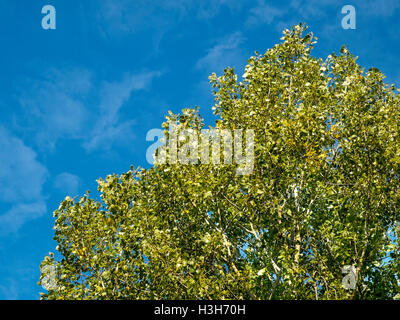 Crown of White Poplar (Populus alba) tree - France. Stock Photo