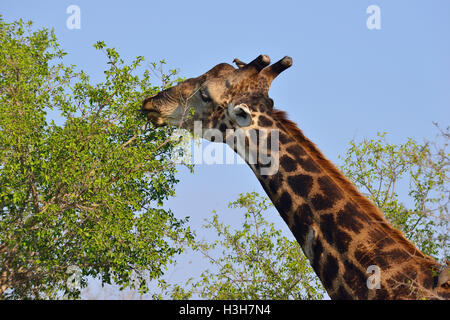 Giraffe grazing on the tall trees near  Sukuza  Rest Camp , Kruger Park, South Africa Stock Photo