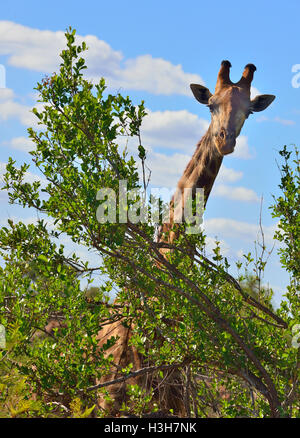 Giraffe grazing on the tall trees near  Sukuza Rest Camp , Kruger National Park, South Africa Stock Photo