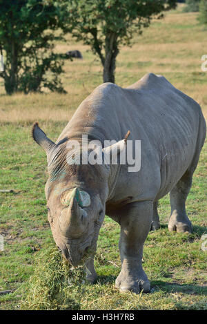 A critically endangered Eastern Black Rhino (Diceros bicornis michaeli) grazing at the Port Lympne Wild Animal Park, Kent, England, UK Stock Photo