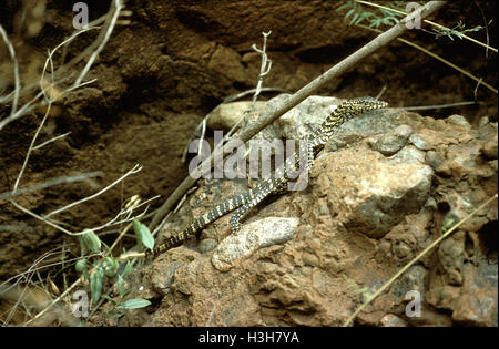 Perentie (Varanus giganteus) Stock Photo