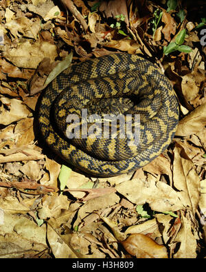 Carpet python (Morelia spilota) Stock Photo