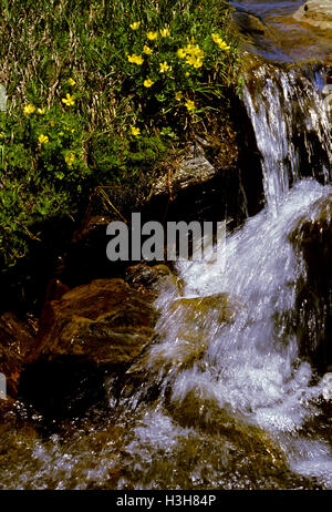 A little creek rushing with meltwater, and wildflowers. Stock Photo