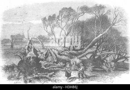 Elm-Tree blown down in Hyde-Park, [London], May 7th, 1856. 'During the ...