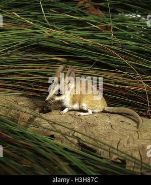 Stripe-faced dunnart  (Sminthopsis macroura) Stock Photo