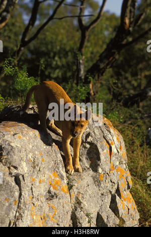 Dingo (Canis dingo) Stock Photo