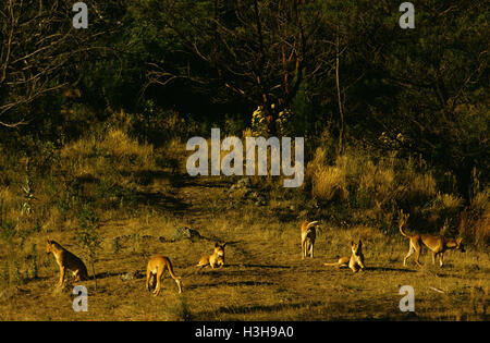 Dingo (Canis dingo) Stock Photo