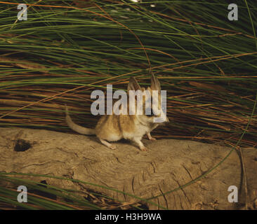 Fat-tailed dunnart (Sminthopsis crassicaudata) Stock Photo