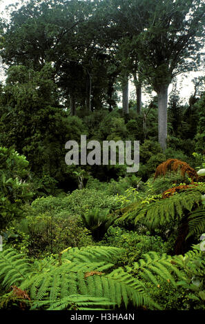Kauri Ricker Kauri is a coniferous tree of Araucariaceae in the genus Agathis native ...
