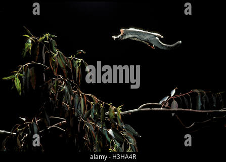 Sugar glider (Petaurus breviceps) Stock Photo