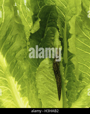 Great grey slug (Limax maximus) Stock Photo