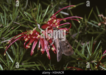 Bogong moth (Agrotis infusa) Stock Photo