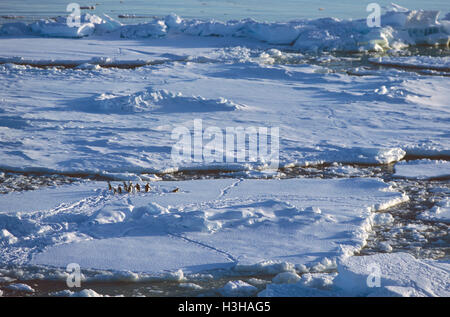 Adelie penguin (Pygoscelis adeliae) Stock Photo