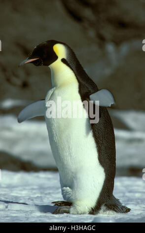 Emperor Penguin (aptenodytes Forsteri), Single Animal Lying On The 