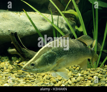 Barramundi (Lates calcarifer) Stock Photo