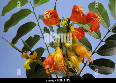 Moreton Bay chestnut or Black bean tree (Castanospernum australe) Stock Photo