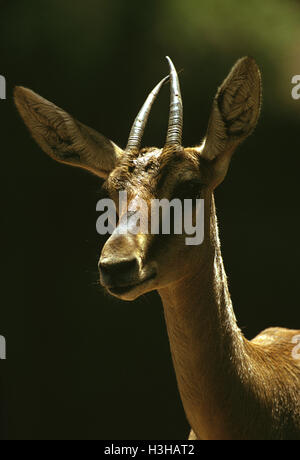 Mountain gazelle (Gazella gazella) Stock Photo