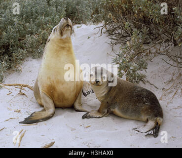 Australian sea lion (Neophoca cinerea) Stock Photo