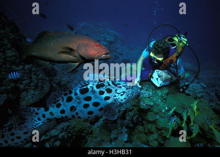 Potato cod (Epinephelus tukula) Stock Photo