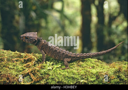 Red-eyed crocodile skink (Tribolonotus gracilis) Stock Photo